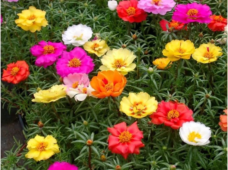 Fiori colorati di Portulaca