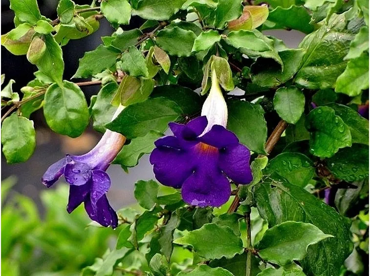 Fiori e foglie di Thunbergia