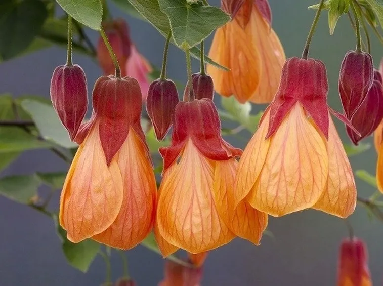 Infiorescenze della pianta di Abutilon