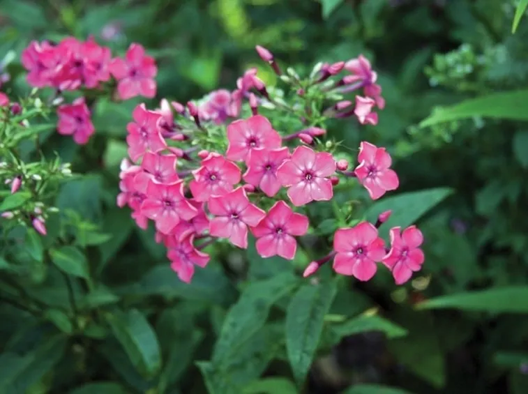 Infiorescenze della pianta di Phlox