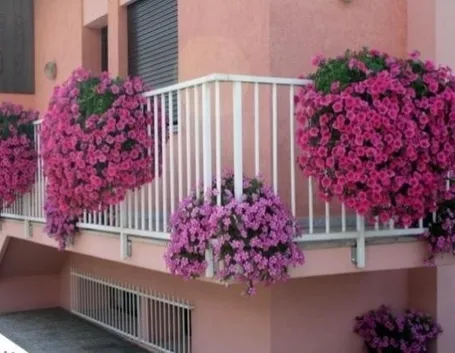 Piante e fiori da balcone