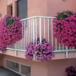 Piante e fiori da balcone