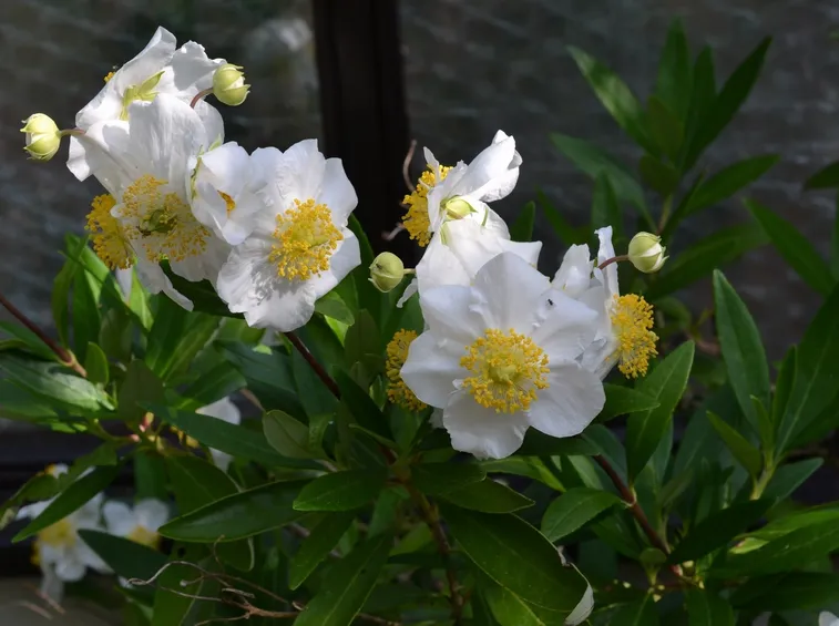 Fiori della pianta di Carpenteria californica