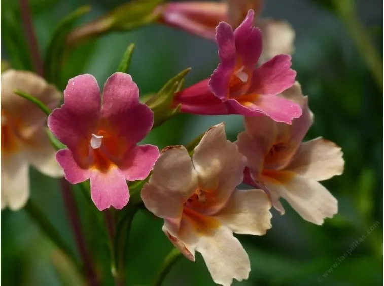 Fiori di Diplacus puniceus Penelope