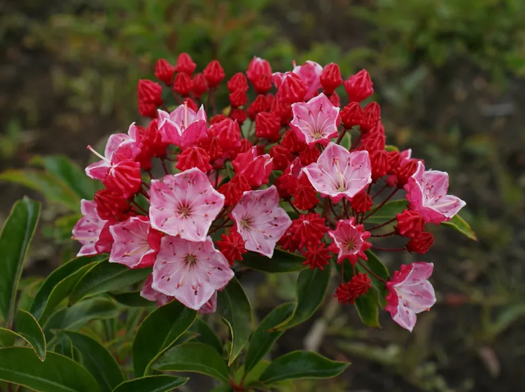 Fiori di Kalmia latifolia Ostbo Red