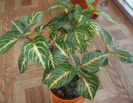 Pianta da vaso sempreverde