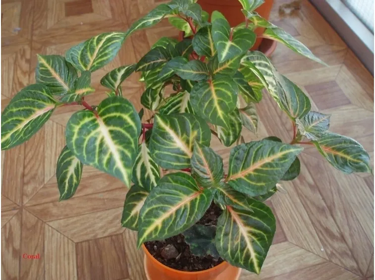 Pianta da vaso sempreverde
