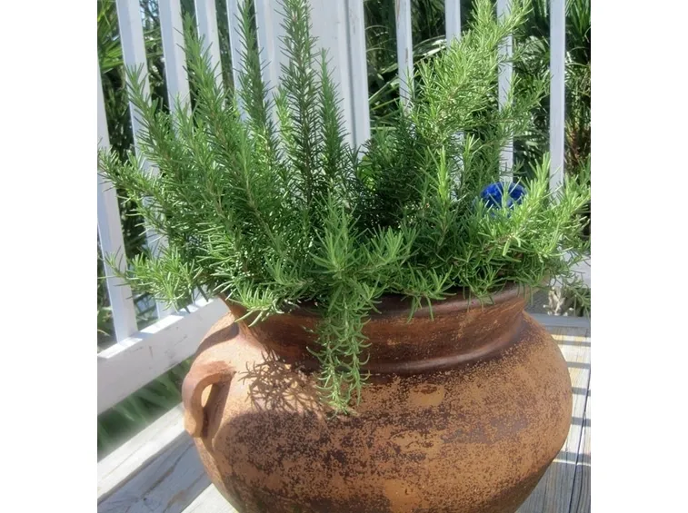 Rosmarino in vaso