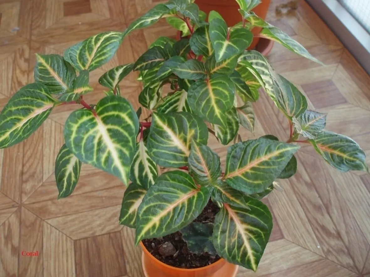 Pianta da vaso sempreverde