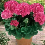 Geranio Pelargonium zonale