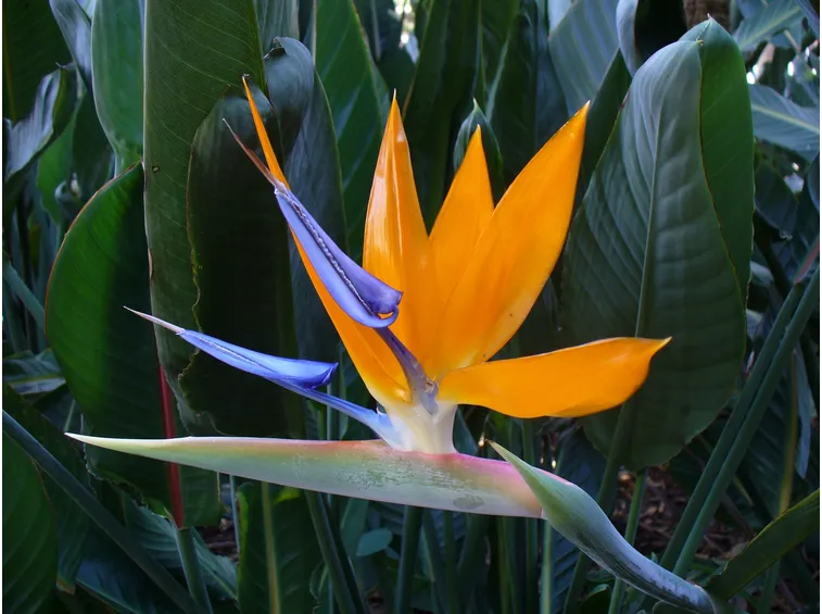 Strelitzia o Uccello del Paradiso