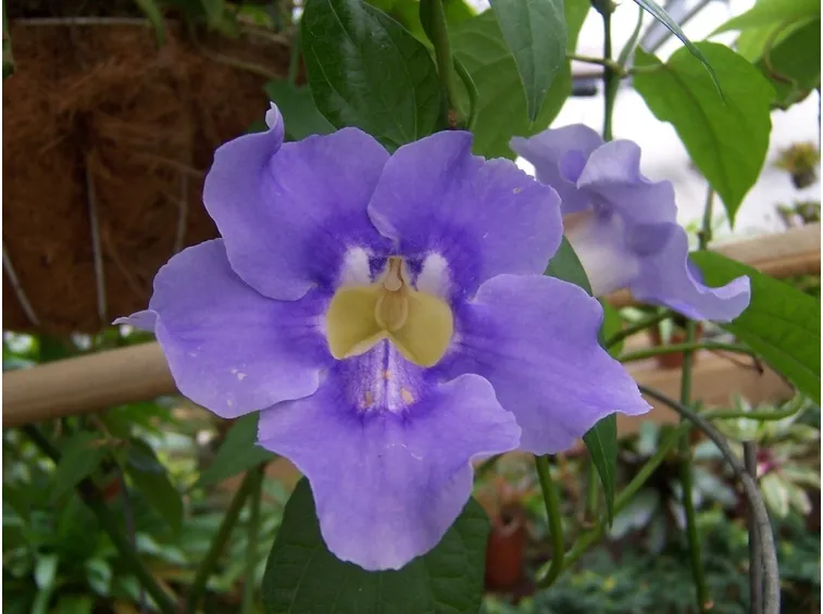 Thunbergia Grandiflora