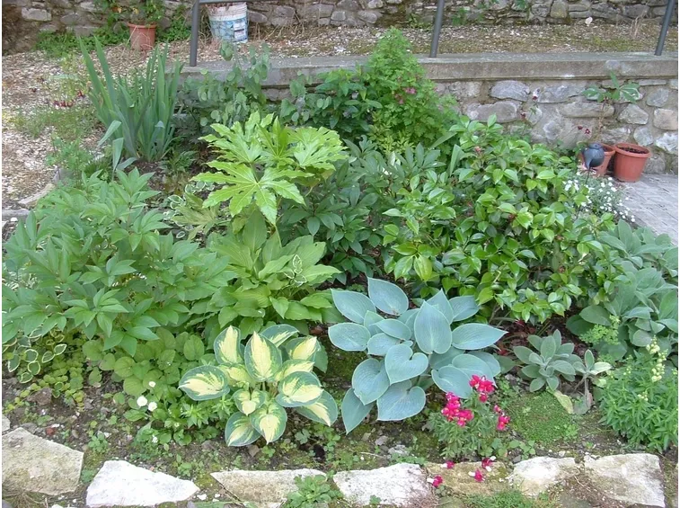 un tipico esempio di giardino di piante nane