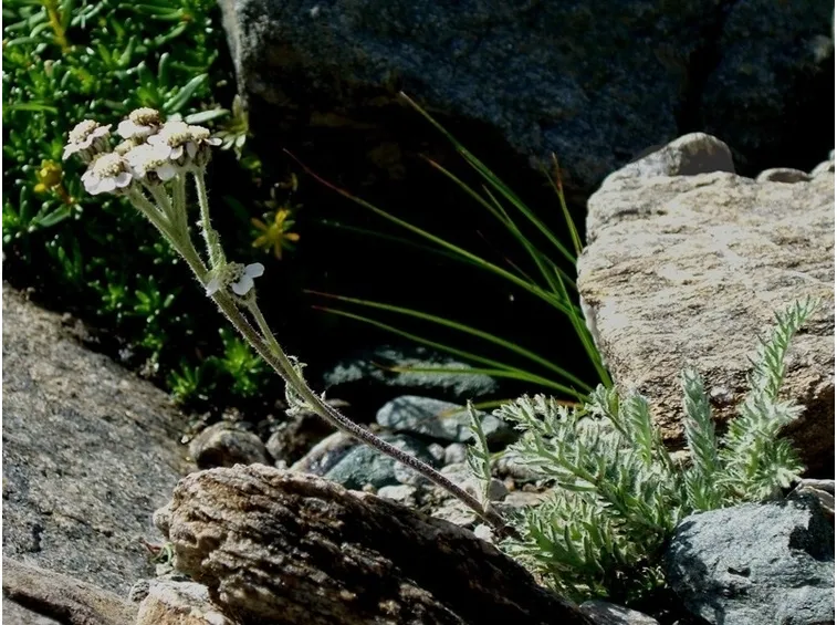 Una foto ravvicinata di un fiore della pianta.