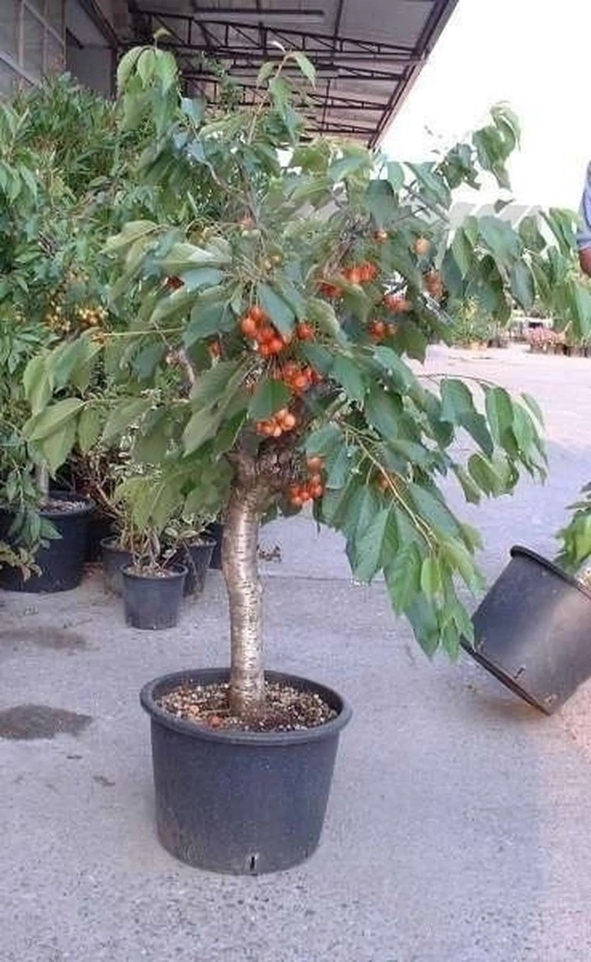 Un esempio di 