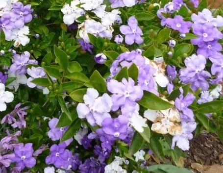 Infiorescenze dalla pianta di Brunfelsia calycina