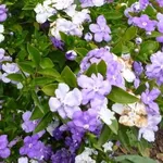 Infiorescenze dalla pianta di Brunfelsia calycina
