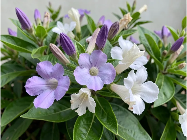 Infiorescenze dalla pianta di Brunfelsia calycina