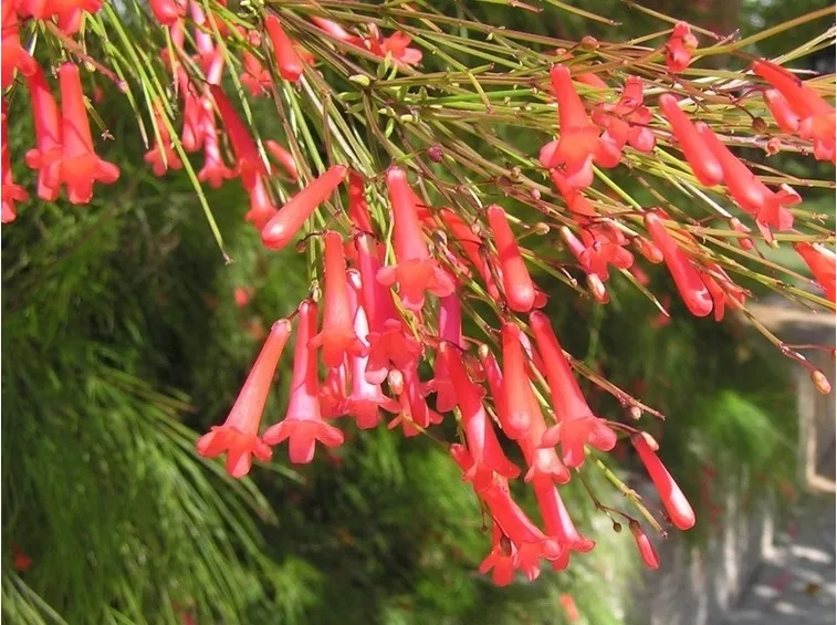 Fiori rossi di Russelia