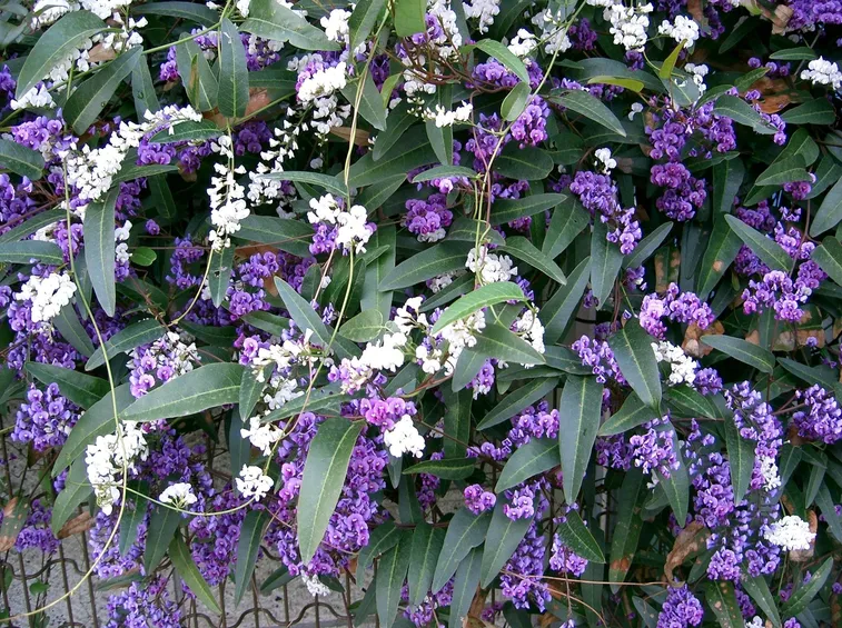 Fiore e foglie di Hardenbergia