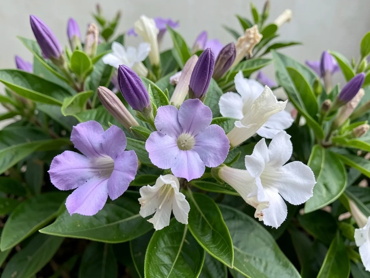 Infiorescenze dalla pianta di Brunfelsia calycina