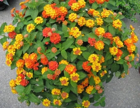 Lantana in fiore