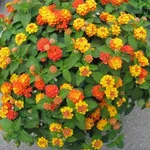 Lantana in fiore