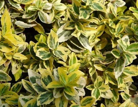 Euonymus fortunei 'Emerald'n Gold', pianta sempreverde