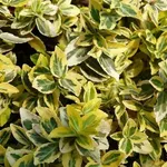 Euonymus fortunei 'Emerald'n Gold', pianta sempreverde