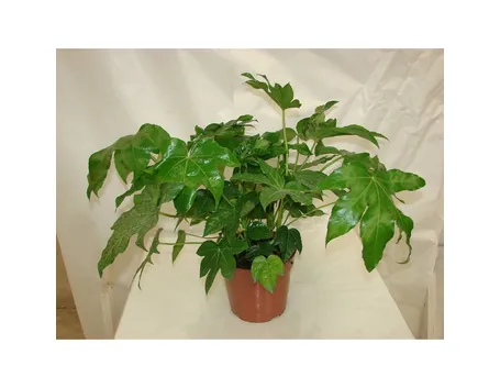 Pianta di Aralia