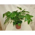 Pianta di Aralia
