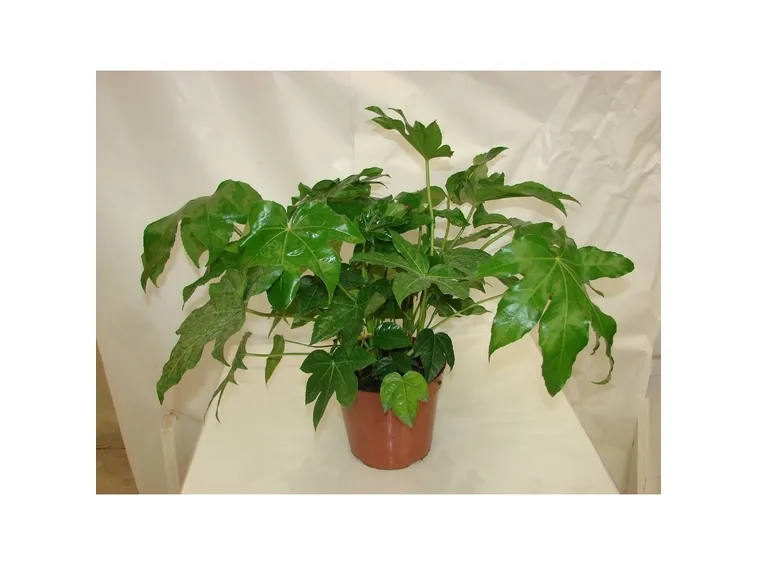 Pianta di Aralia