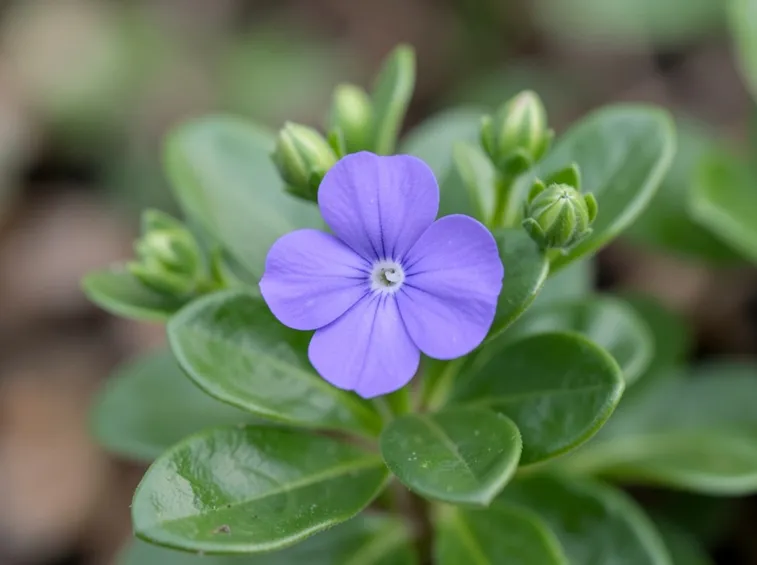 Fiore della pianta Vinca minor