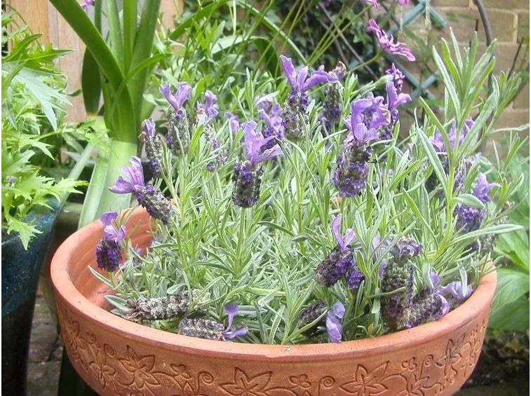 Pianta in fiore di Lavanda