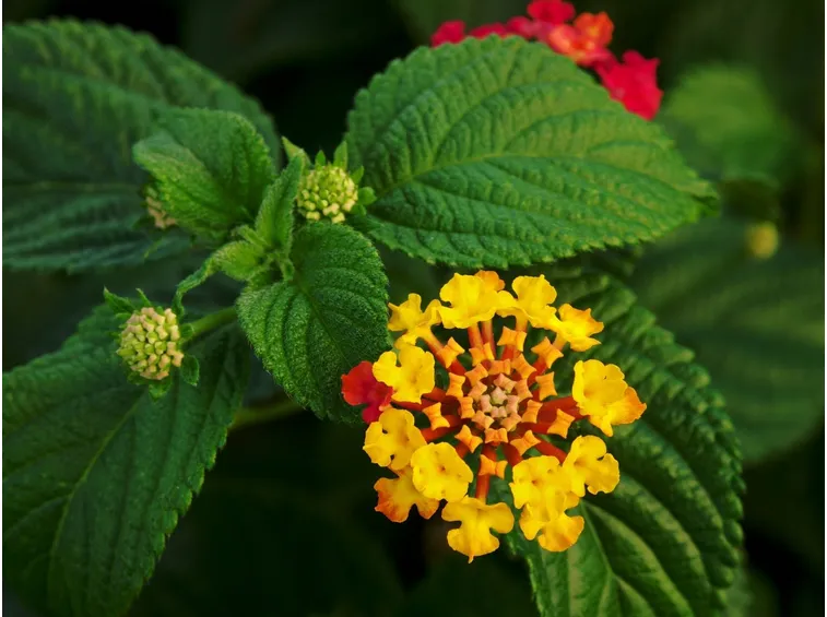 Fiore della pianta di Lantana