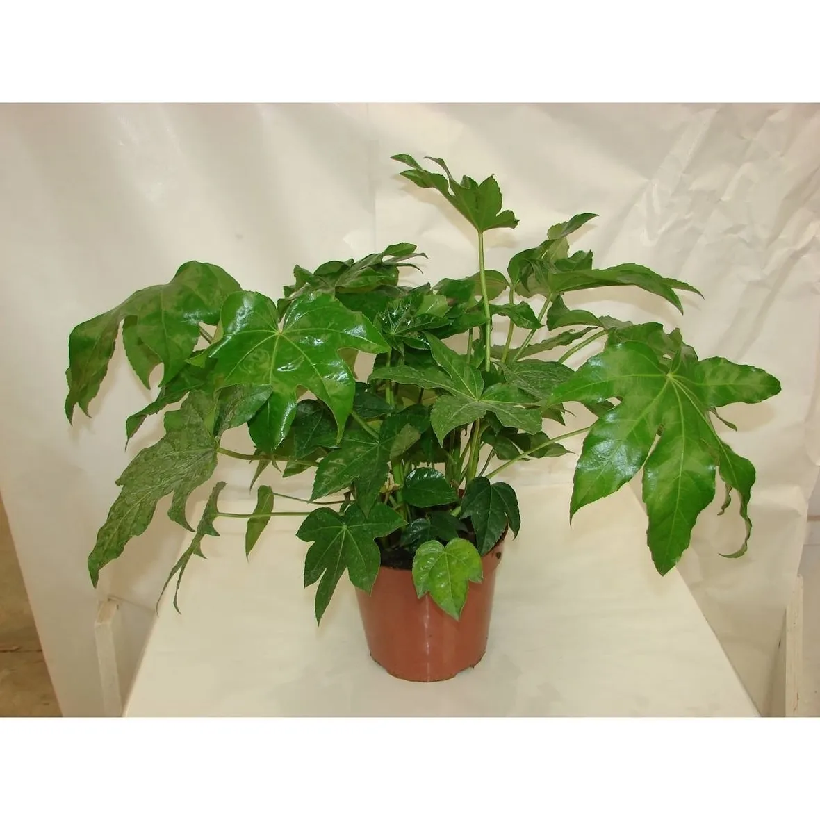 Pianta di Aralia