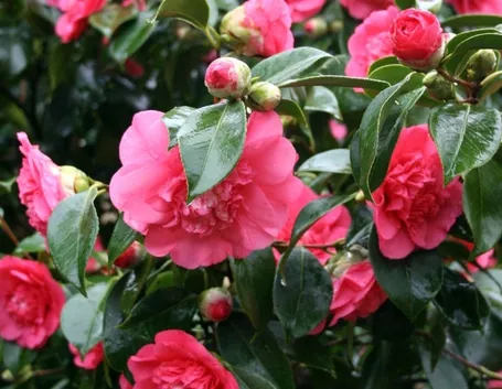 Boccioli e fiori di Camellia japonica