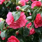 Boccioli e fiori di Camellia japonica