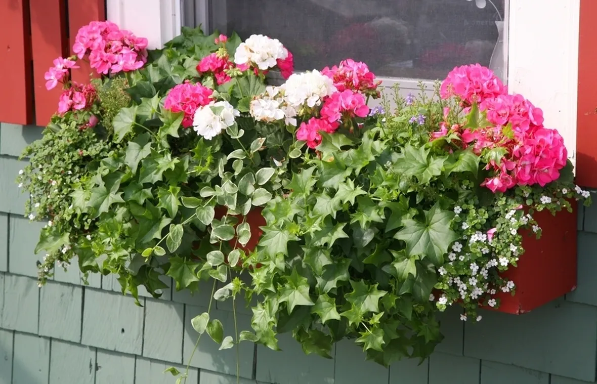 Piante da fiore in vaso