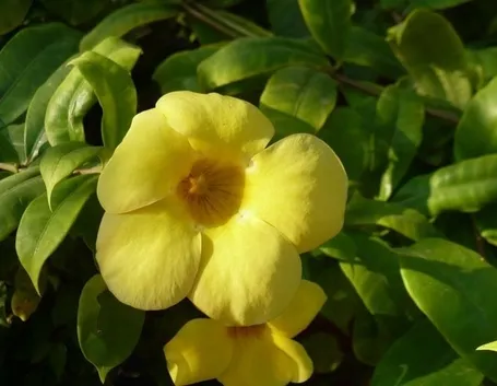Fiori della pianta di Allamanda