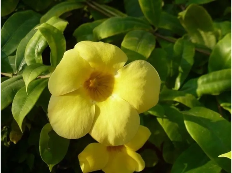 Fiori della pianta di Allamanda