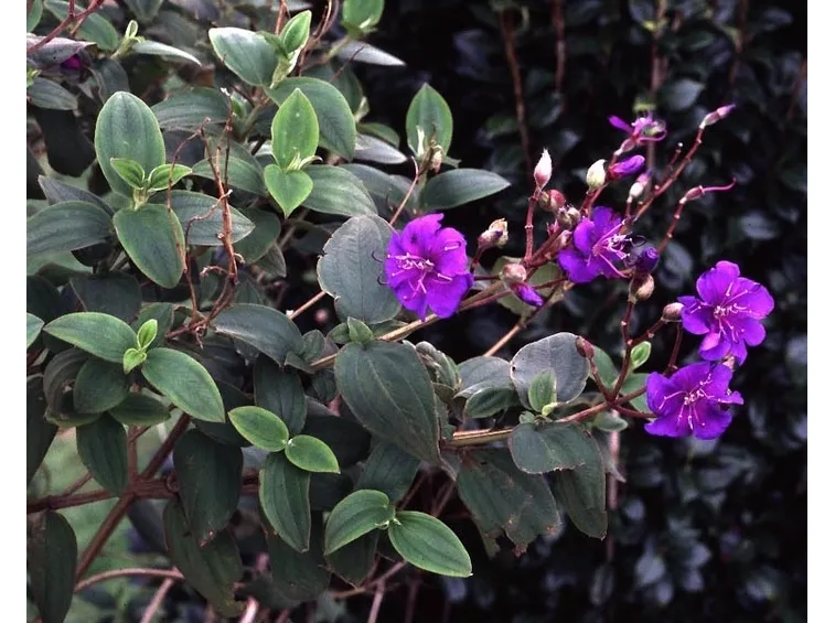 Foglie e fiori di Tibouchina urvilleana