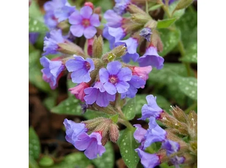 Fiori della pianta di Pulmonaria