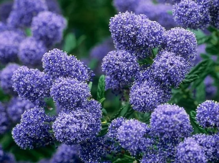 Infiorescenze di Ceanothus Concha