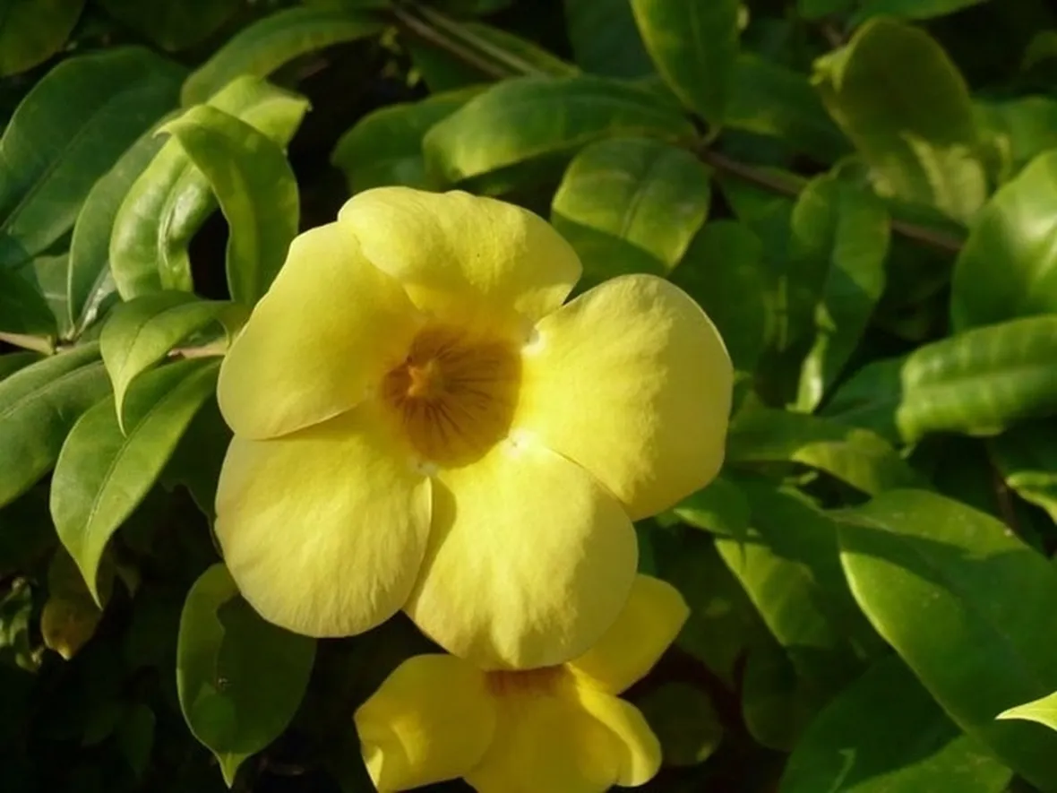 Fiori della pianta di Allamanda