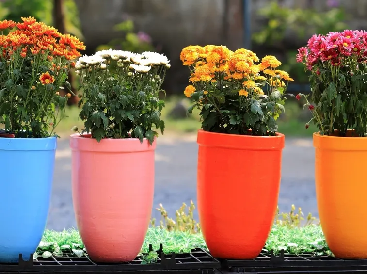 foto vasi fiori