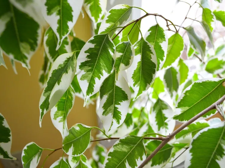 albero di ficus benjamina