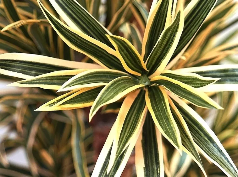 albero di dracena