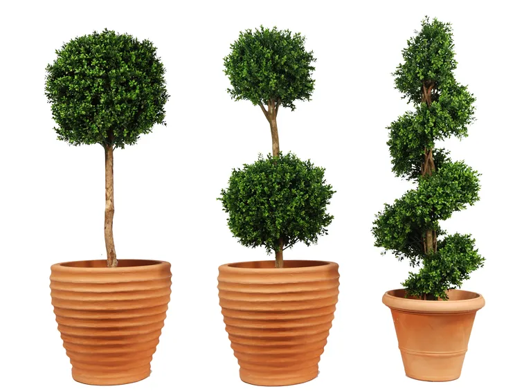 le conifere e la topiaria