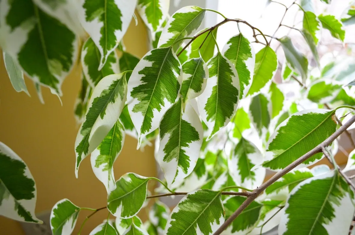 albero di ficus benjamina